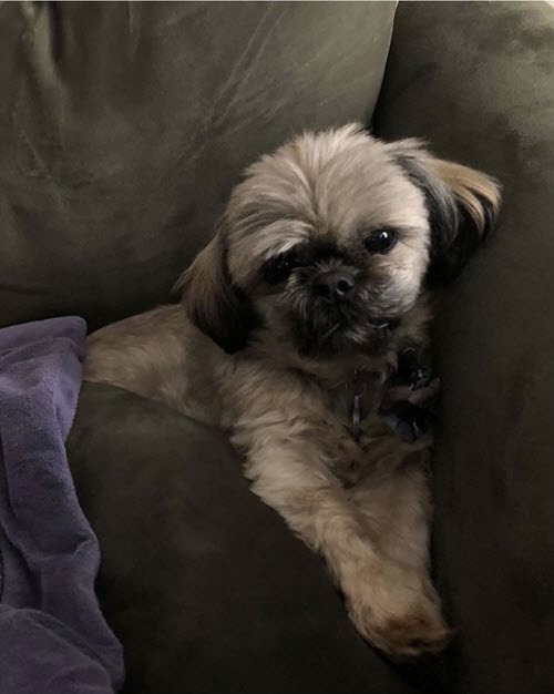 a dog sitting on the sofa