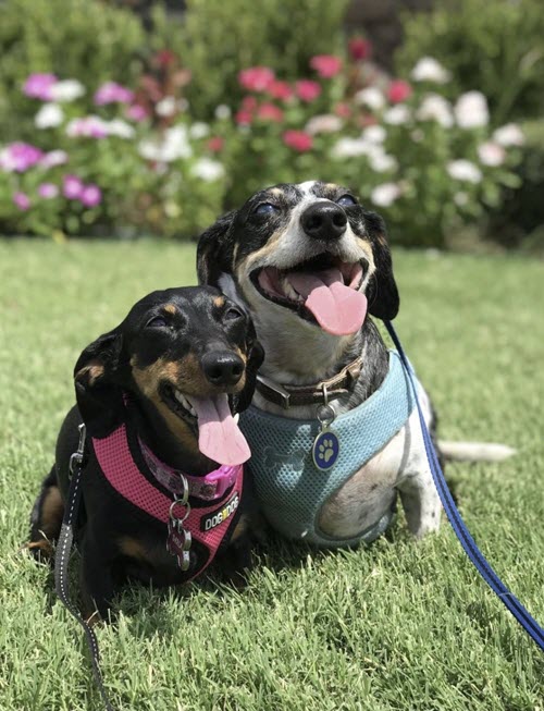 two dogs on the grass