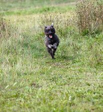 Ollie (2003-2019), Running Through a Field in the Netherlands